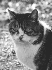 Close-up portrait of cat