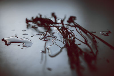 Close-up of wet dry leaves on table