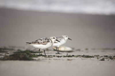 Close-up of seagull perching on beach