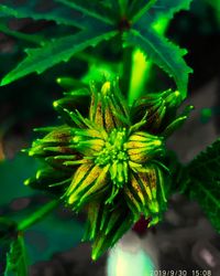 High angle view of flowering plant