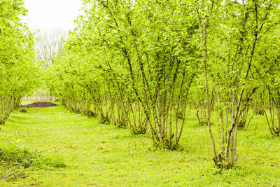 Hazelnut trees plantation landscape and view, large group of trees, agriculture plantation