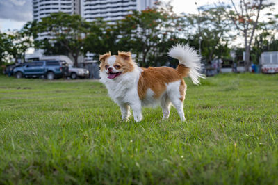 Dog running on grassy field