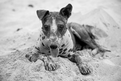 Portrait of stray dog relaxing on sand