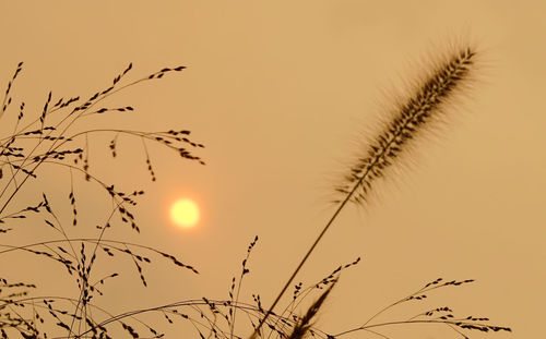 Close-up of grass against sky at sunset