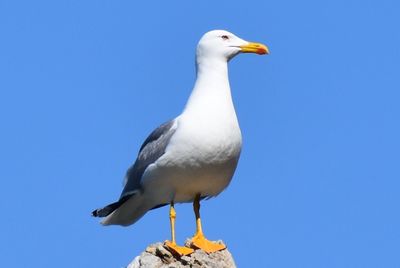 Low angle view of seagull against clear blue sky