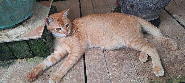 High angle view of cat lying on floor