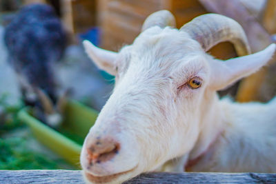 Close-up of goat