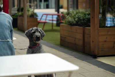 Dog sitting on table