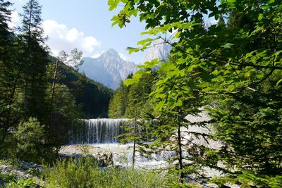 Scenic view of forest