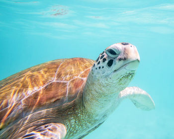 Close-up of turtle swimming in sea