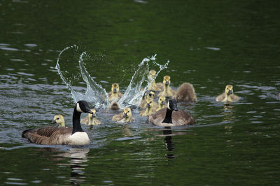 Ducks swimming in lake