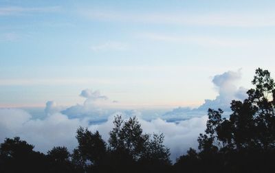 Low angle view of silhouette trees against sky