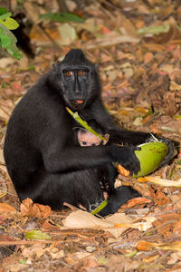 Monkey eating food