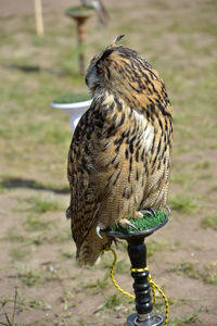 Close-up of owl perching on land