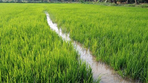 Scenic view of agricultural field