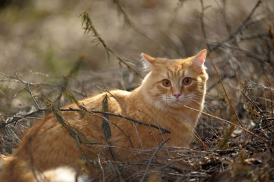 Portrait of a cat on field