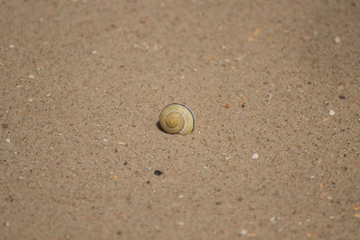 Close-up of snail on sand