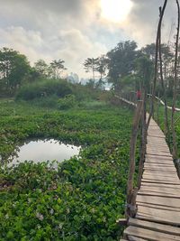 Footpath amidst trees and plants against sky