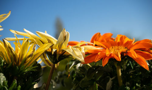 Close-up of yellow flowering plants against sky