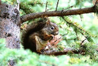 Squirrel on tree trunk in forest