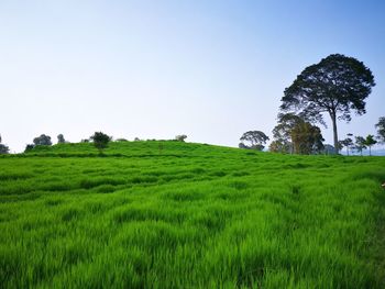 Scenic view of agricultural field against clear sky