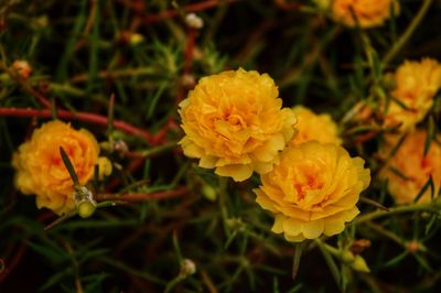 Close-up of yellow marigold flowers