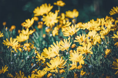 Close-up of yellow flowering plants on field