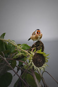 Bird perching on a plant