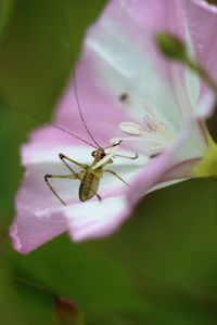 Close-up of insect on flower