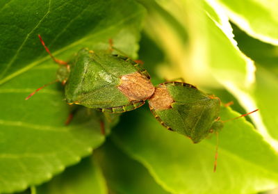 Close-up of green leaves on plant