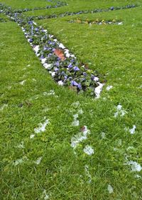 High angle view of flowering plants in lawn