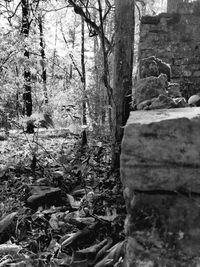 Trees in forest