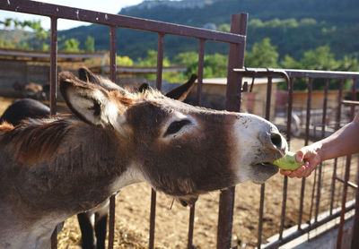 Close-up of hand feeding