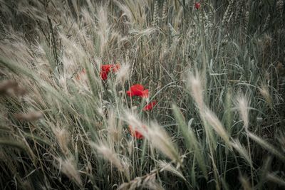 Red flowering plants on field