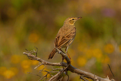 Close-up of bird perching on branch