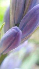 Close-up of flower blooming outdoors