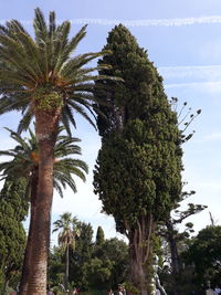 Low angle view of trees against sky