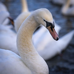 Close-up of swan