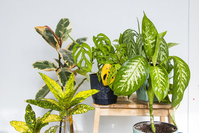 Close-up of potted plant against white background