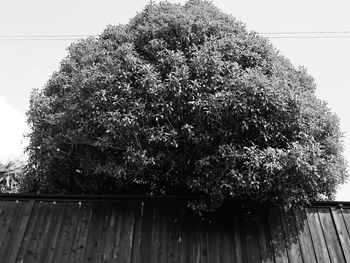 Close-up of plant against sky