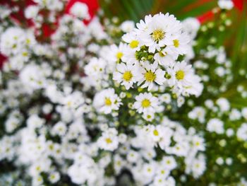 Close-up of white daisy flowers