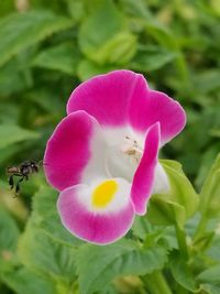 Close-up of pink flower blooming outdoors