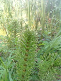 Close-up of green plants