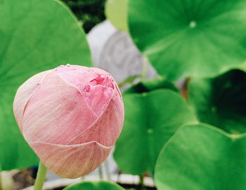 Close-up of pink lotus water lily