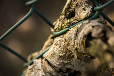 Close-up of lizard on chainlink fence