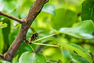 Close-up of insect on plant
