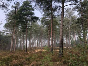 Trees on field in forest against sky