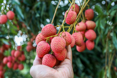 Close-up of hand holding strawberries