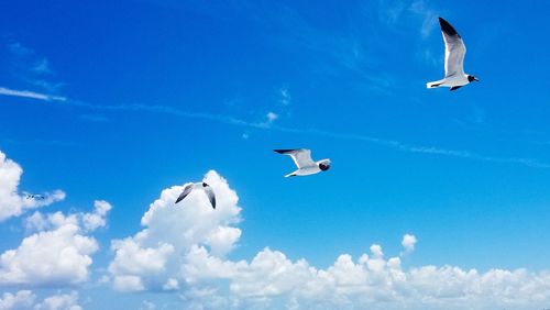 Low angle view of seagulls flying