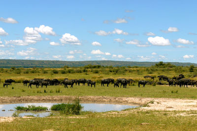 Flock of sheep in a field